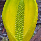 Western skunk cabbage