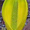 Western skunk cabbage