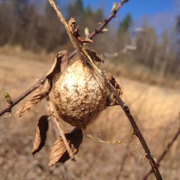 Yellow Garden Spider egg case | Project Noah