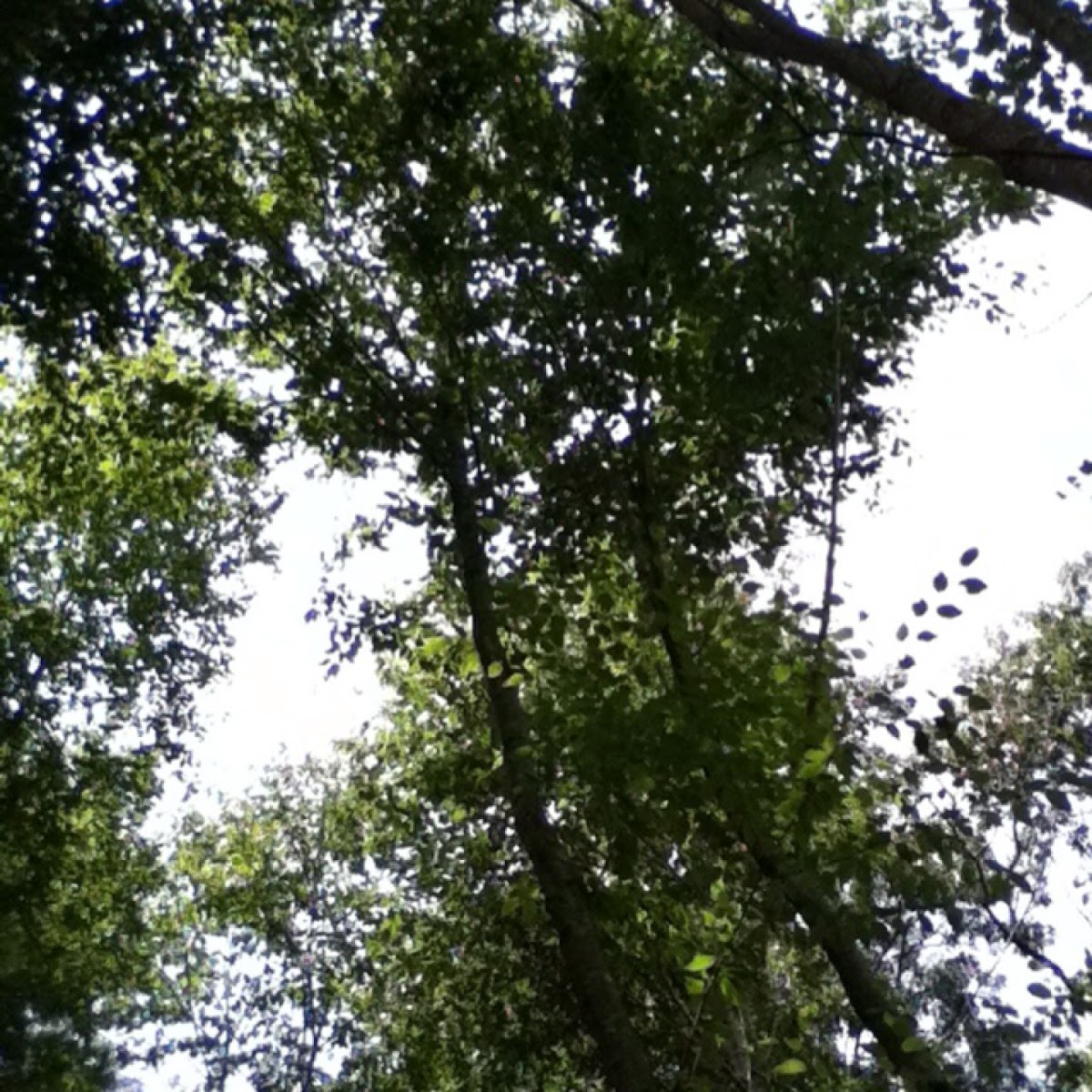 Sweet birch