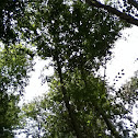 Sweet birch