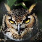 Great Horned Owl