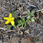 Early Buttercup