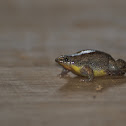 Two-colored Oval Frog
