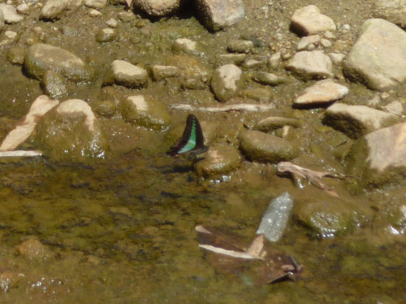 Spotting Image 1