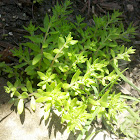 Whorled Stonecrop