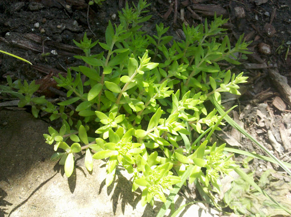 Spotting Image 1