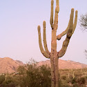 Suguaro cactus (with nest cavities)
