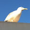 Seagull