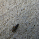 Lady bug nymph.