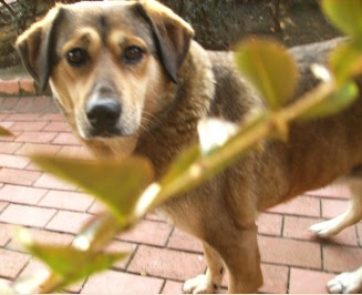 maçka parkında köpek