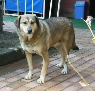 maçka Parkı’nın köpeği