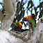 Rainbow Lorikeet