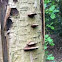 Polypore