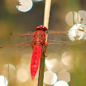 Broad Scarlet