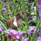 Silver-spotted skipper