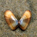 Bean Clam