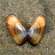 Bean Clam