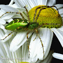 Green Lynx Spider