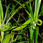 Rough Green Snake