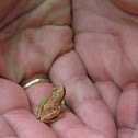 Peeper
