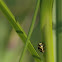 citroenlieveheersbeestje (Psyllobora vigintiduopunctata of Thea v.)