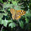 Speckled Wood