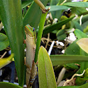 Gold dust day gecko
