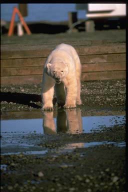 [21-Polar_2bear[4].jpg]
