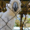 Cacatúa