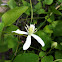 Sweet Autumn Clematis