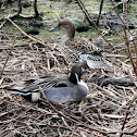 Northern Pintail