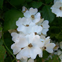 Wild Rose
