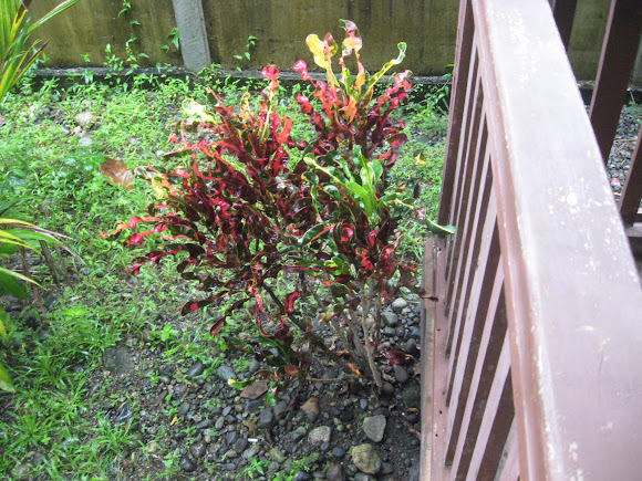 Spotting Image 1