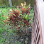 Garden Croton