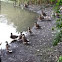 Mallard