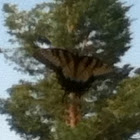 Eastern Tiger Swallowtail