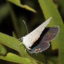 Eastern Tailed-Blue