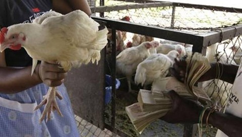 [zimbabwe6[4].jpg]