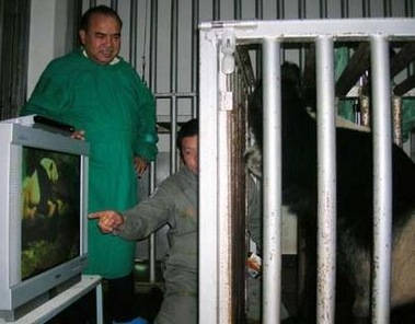 [panda_porn[4].jpg]