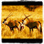 Gemsbok