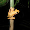 Common Tree Frog