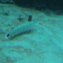 Speckled Sandperch