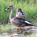 Spot-billed Duck
