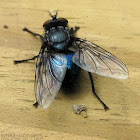 Blow Fly