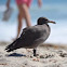 Seagull