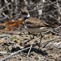 Killdeer