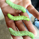 Tobacco Hornworm