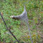 Tent Caterpillar