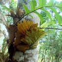 Oak Leaf Fern